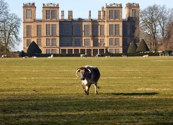 Hardwick hall bull.jpg